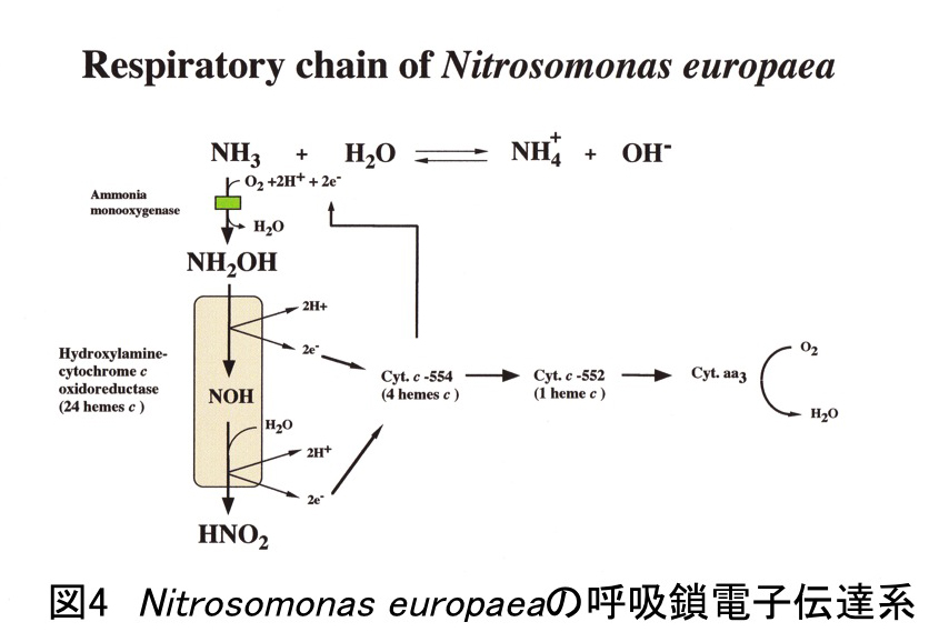 好気性呼吸と嫌気性呼吸の図